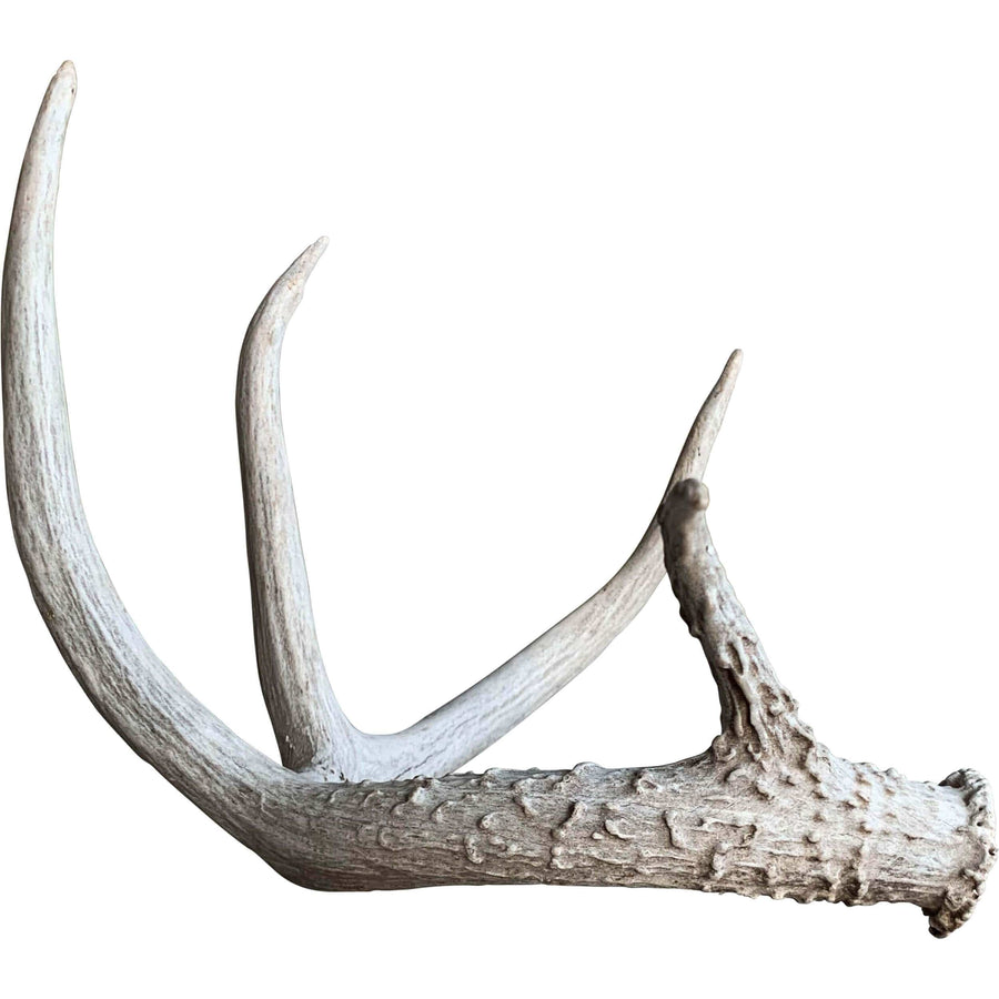 Deer Antler, Medium