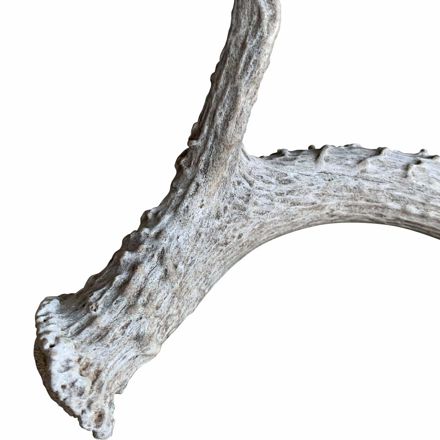 Deer Antler, Medium