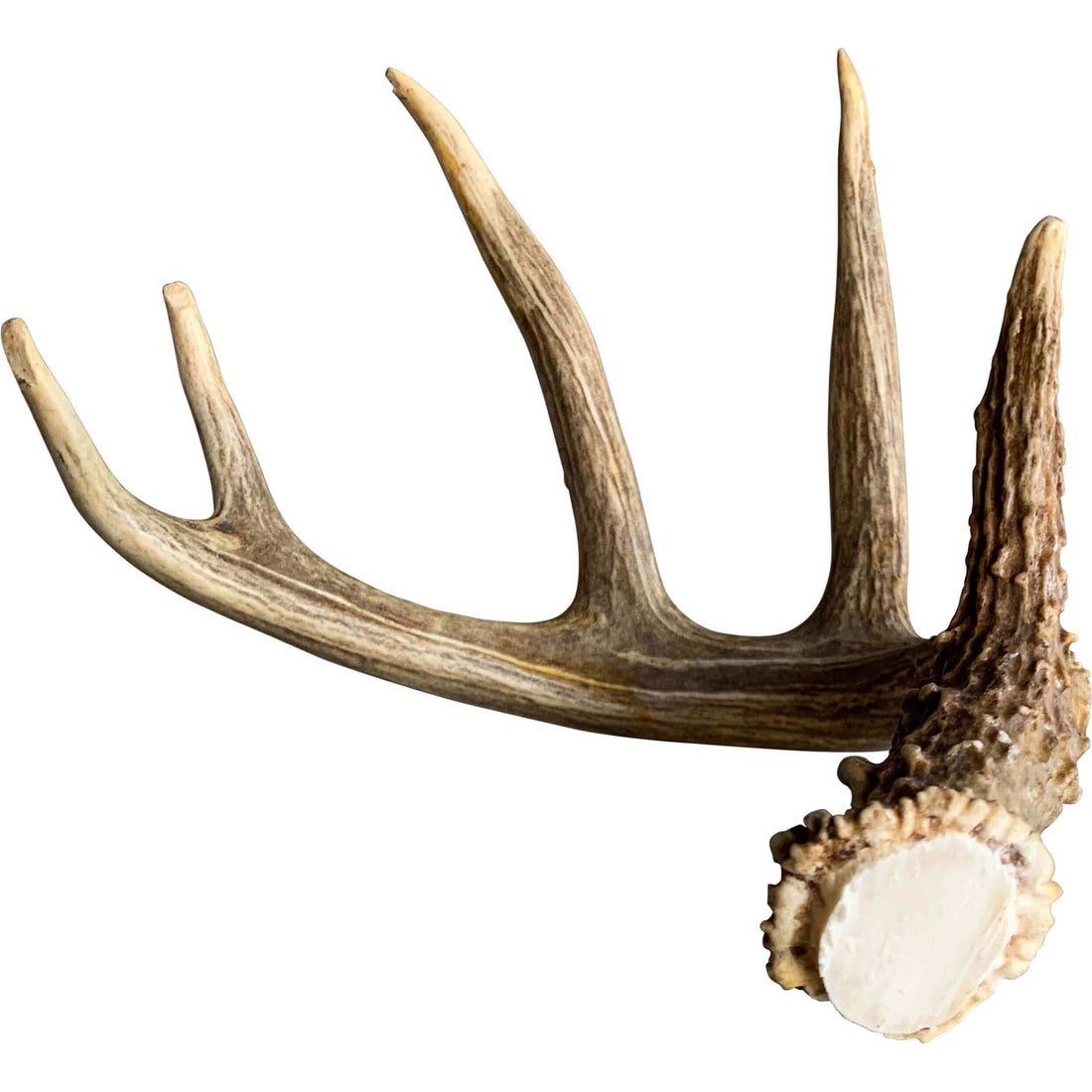 Deer Antler, Medium