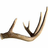 Deer Antler, Medium