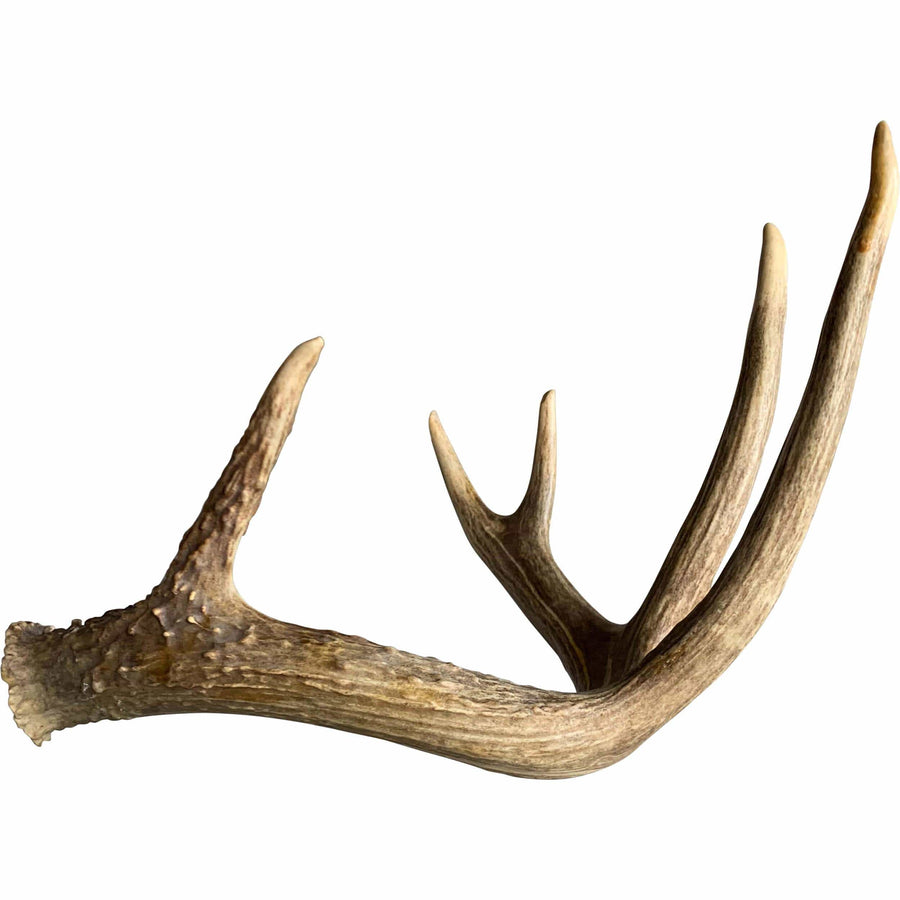 Deer Antler, Medium