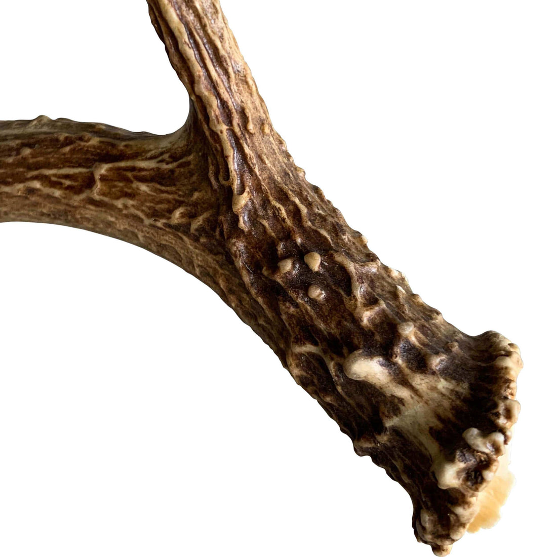 Deer Antler, Medium