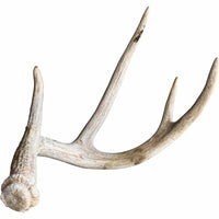 Deer Antler, Medium